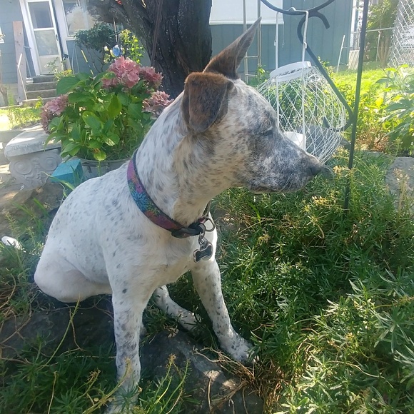 dogs_and_denim